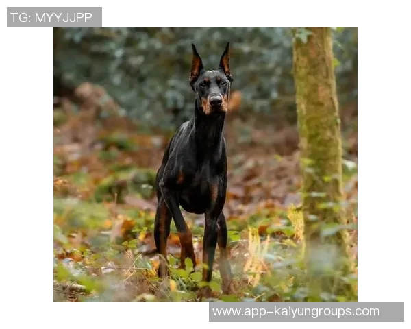 伊萨克花费三万镑购杜宾犬护卫自遭死亡威胁后安全措施升级